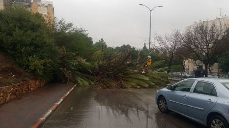 سقوط شجرة في كرميئيل وإغلاق الطريق - عاصفة "الكرمل"